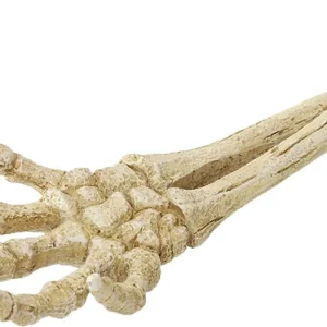 AQUA DELLA Skeleton Hand (234-422120) - Ręka szkieleta Dekoracja do akwarium Cena promocyjna