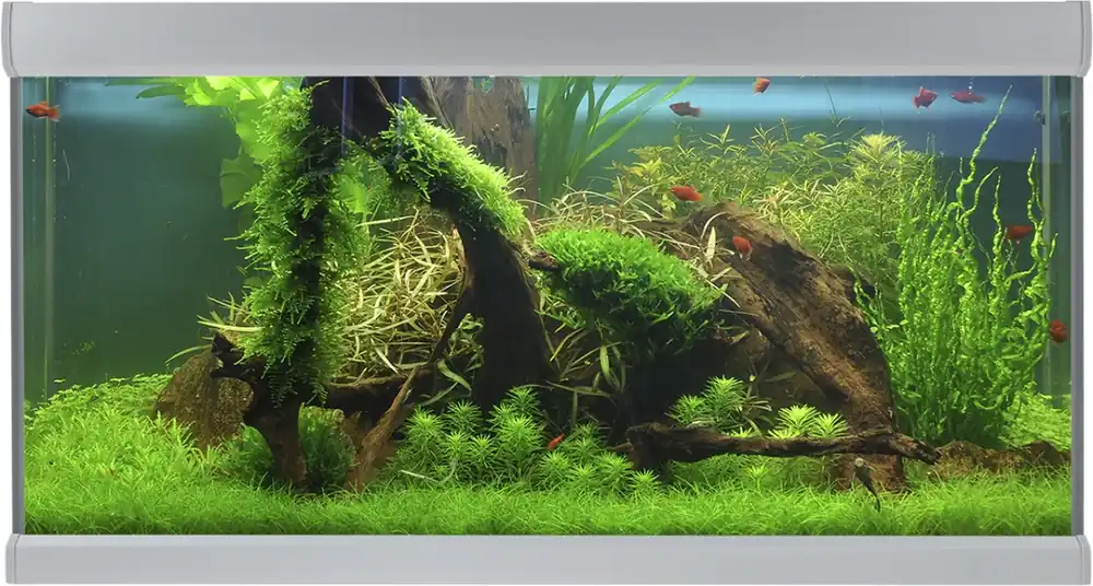 Szybka dostawa AKVASTABIL Akwarium Fusion 100x50x54cm 250L Białe (A10100W) - Zestaw akwariowy z pokrywą