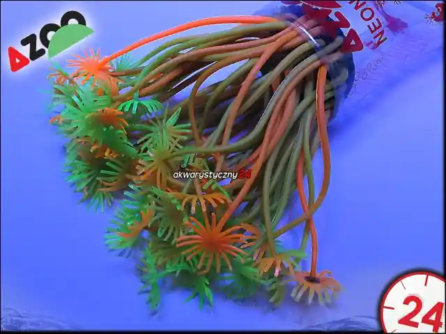 AZOO NEON CORAL (AZ27160) - GONIPORA STOHESI "Zielono-Pomarańczowy" Ekspresowa dostawa
