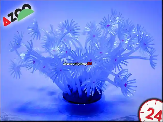AZOO NEON CORAL (AZ27176) - GONIPORA STOHESI "Biały" Hit cenowy