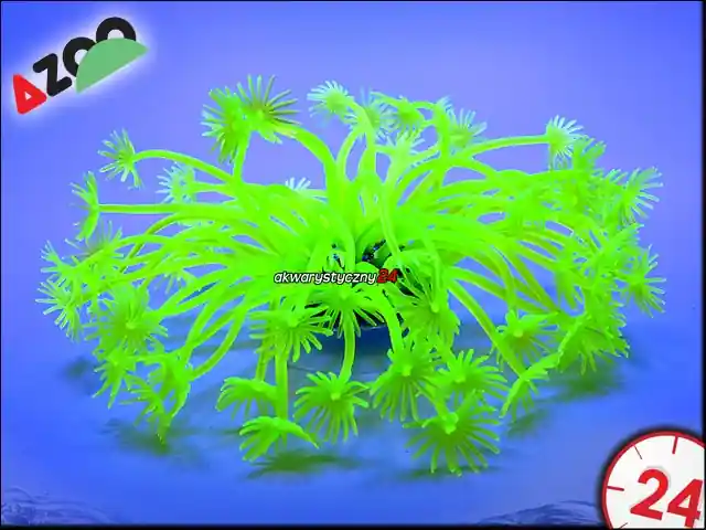 AZOO NEON CORAL (AZ27174) - GONIPORA STOHESI "Żółty" Sprawdź teraz