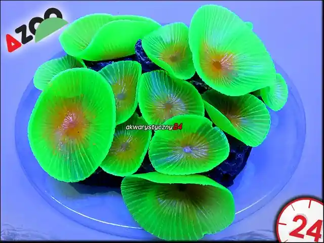 AZOO NEON CORAL Discosoma spp. "Zielony" (AZ27226) - Hit sprzedaży