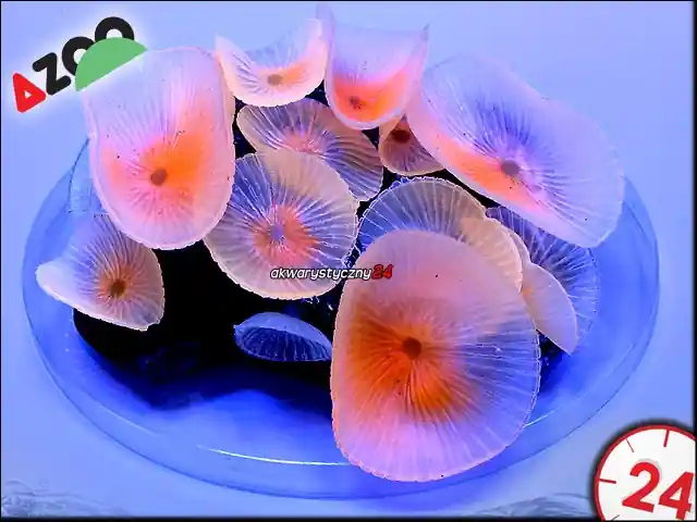 Super okazja AZOO NEON CORAL Discosoma spp. "Różowy" (AZ27227) -