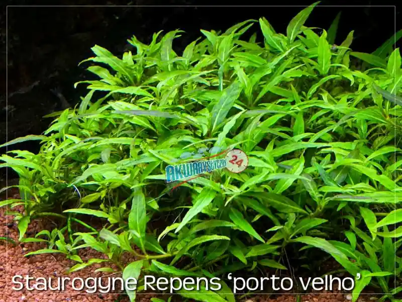 ROŚLINY AKWARIOWE STAUROGYNE REPENS ‘Porto Velho‘ 10 sztuk - Cena promocyjna