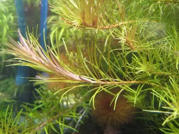 ROŚLINY AKWARIOWE ROTALA WALICHII "Long Leaf" 10 sztuk - Cena promocyjna