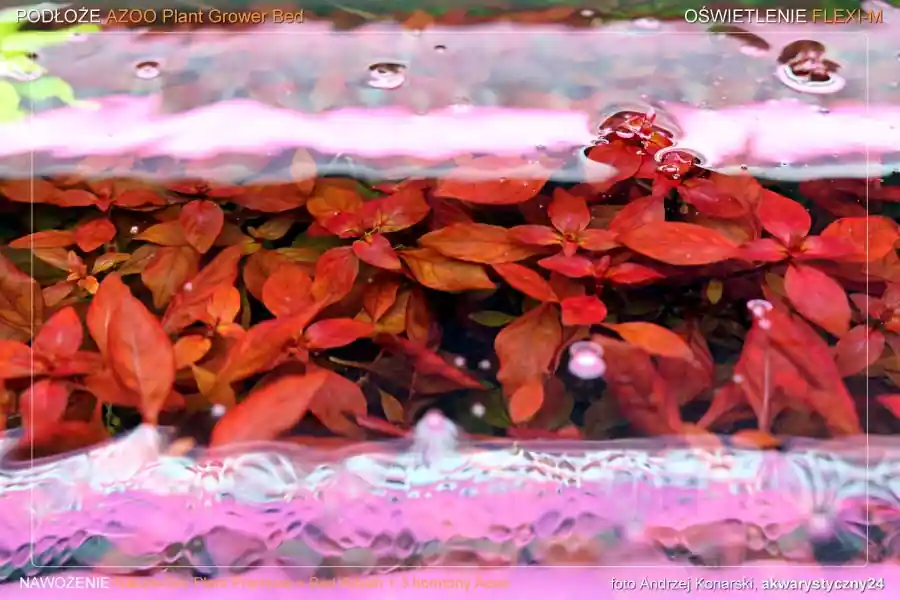 ROŚLINY AKWARIOWE Ludwigia Mini Super Red - Wyjątkowa oferta