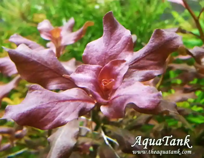 Nowość ROŚLINY AKWARIOWE LUDWIGIA OVALIS PINK -