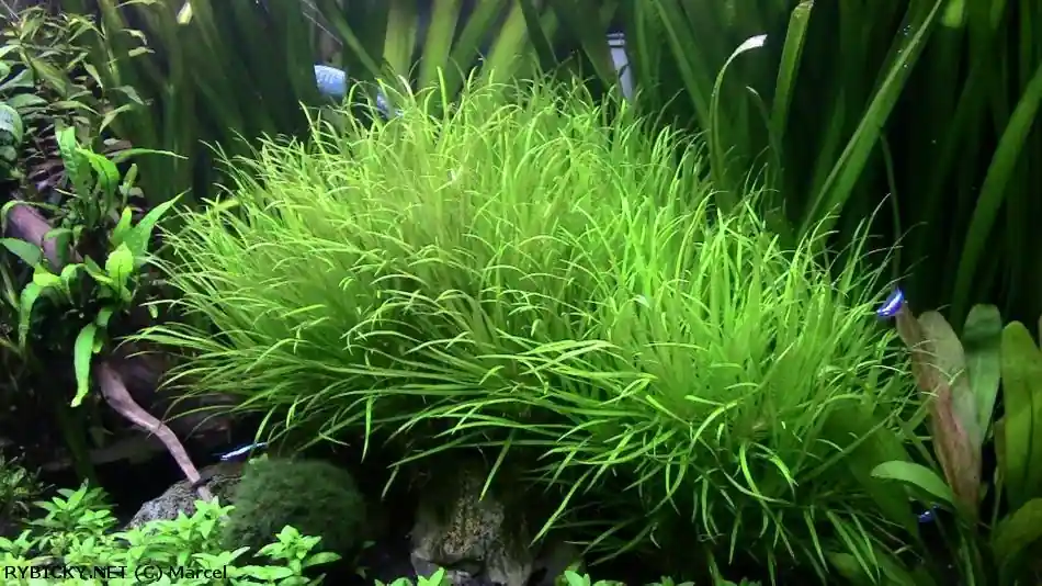 ROŚLINY AKWARIOWE BLYXA JAPONICA - Ostatnia szansa
