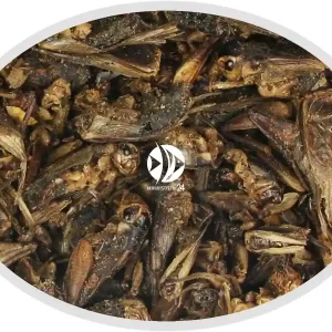 Artemia Koral Świerszcz suszony 100g - Pokarm naturalny dla ryb, żółwi, gadów i ptaków. Oferta limitowana