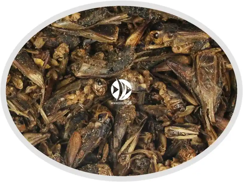 Artemia Koral Świerszcz suszony 100g - Pokarm naturalny dla ryb, żółwi, gadów i ptaków. Oferta limitowana