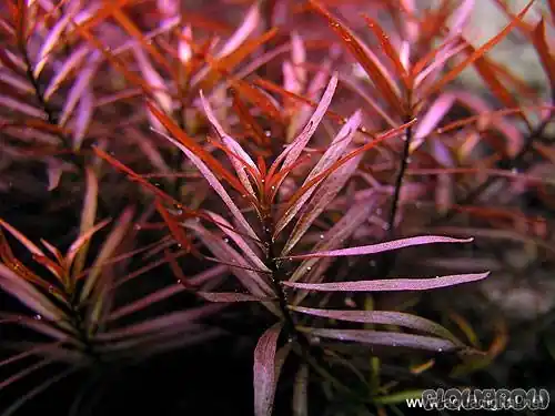 ROŚLINY AKWARIOWE LUDWIGIA ARCUATA Minimum 5 sztuk - Zniżka