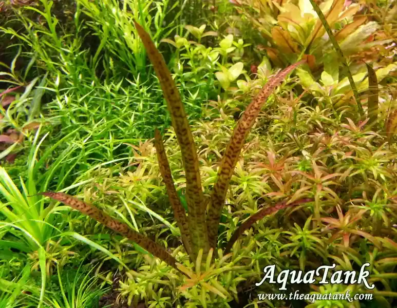 VALLISNERIA SPIRALIS ‘LEOPARD‘ Niska cena