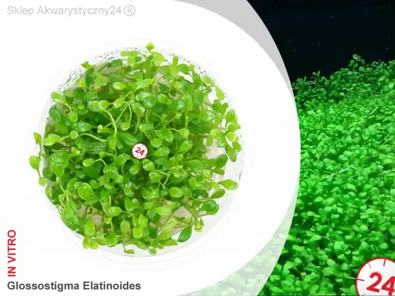 Ograniczona ilość IN-VITRO GLOSSOSTIGMA ELATINOIDES Kubek 10cm lub 9x6cm - Uprawa In Vitro