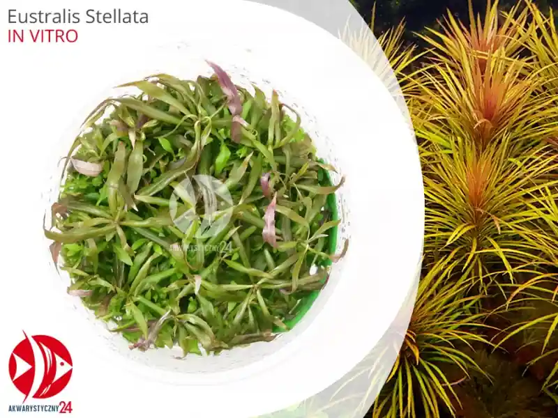 IN-VITRO EUSTRALIS STELLATA Kubek 10cm - Uprawa In Vitro Bestseller