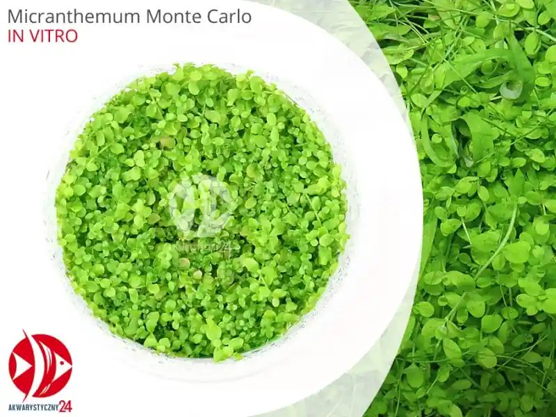 IN-VITRO MICRANTHEMUM MONTE CARLO Kubek 10cm - Uprawa In Vitro Ekspresowa dostawa