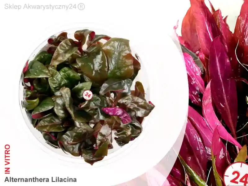 IN-VITRO ALTERNANTHERA REINECKII LILACINA Pink Kubek 10cm - Uprawa In Vitro Szybka wysyłka