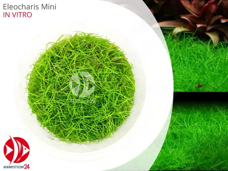 Sprawdź teraz IN-VITRO ELEOCHARIS ACICULARIS MINI Kubek 10cm - Uprawa In Vitro