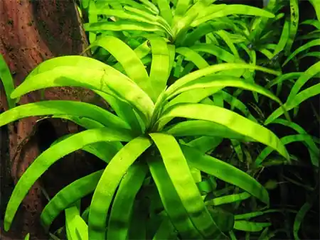 ROŚLINY AKWARIOWE Eichornia diversifolia - Łatwy zwrot