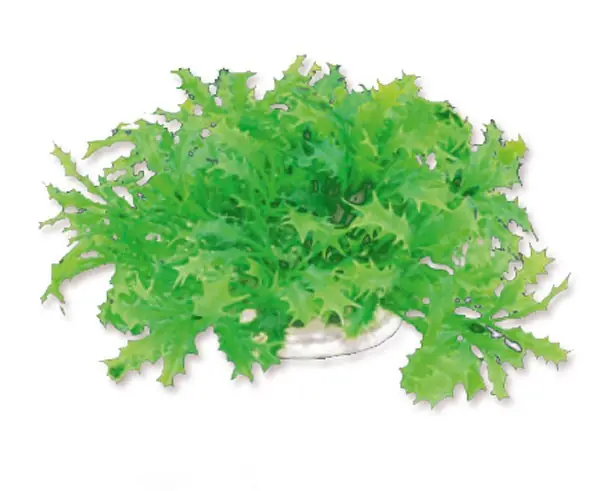 Wysoka jakość Roślina folia 10cm 1f22 Happet