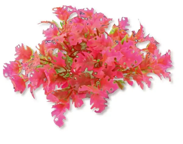 Wysoka jakość Roślina folia 10cm 1f23 Happet